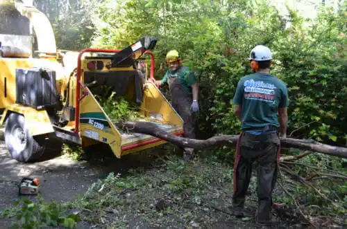 tree services Loxahatchee Groves